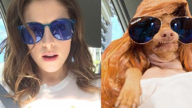 Instagram Fenomeni Köpeğin, En Güzel Kadınlara Taş Çıkartan Pozları
