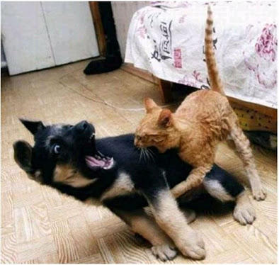 Köpekler Konuşabilseydi... 10 Komik Fotoğraf 😊