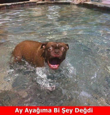 Köpekler Konuşabilseydi... 10 Komik Fotoğraf 😊