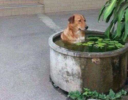 Köpekler Konuşabilseydi... 10 Komik Fotoğraf 😊