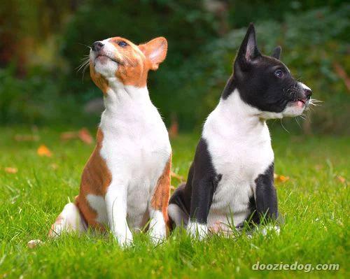 Köpekler Konuşabilseydi... 10 Komik Fotoğraf 😊