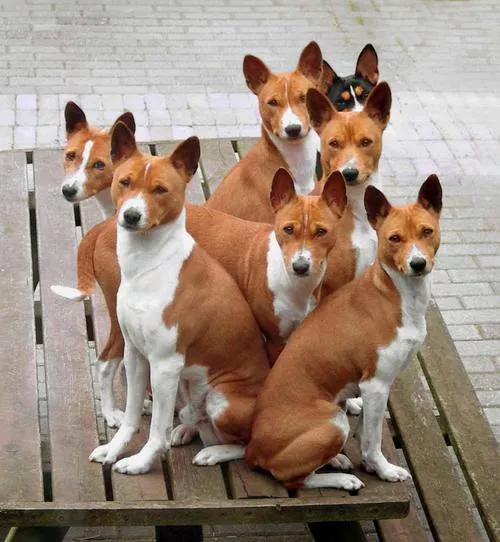 Köpekler Konuşabilseydi... 10 Komik Fotoğraf 😊