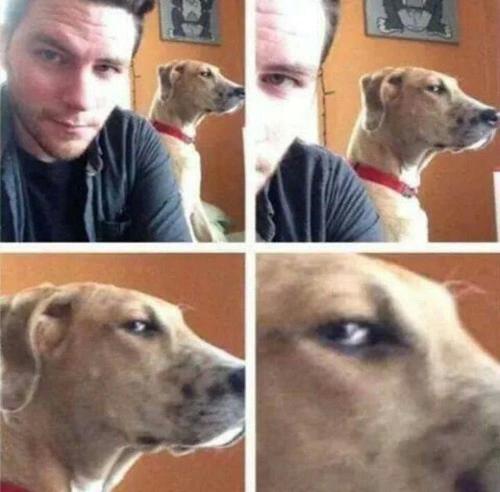 Köpekler Konuşabilseydi... 10 Komik Fotoğraf 😊