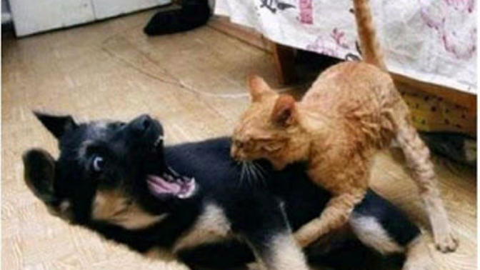 Köpekler Konuşabilseydi... 10 Komik Fotoğraf 😊