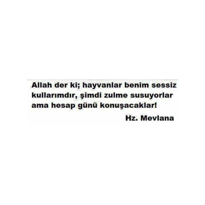 Sokağa Atılan Hayvanların Hislerini Bir de Benden Dinleyin