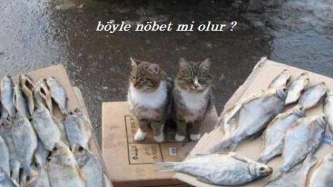 Doğru Bildiğimiz Yanlışlar