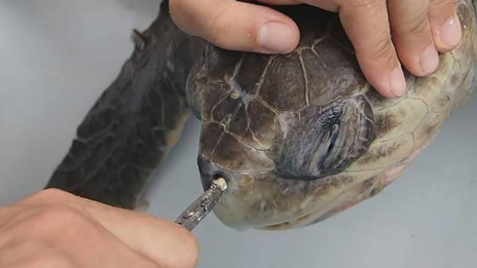 Burnuna Pipet Sıkışan Su Kaplumbağası