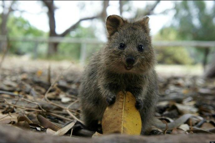 Öpülesi, Sevilesi, Yenilesi, Evde Beslenilesi Tatlışko,Ponpişkooo Bir Hayvan Quokka