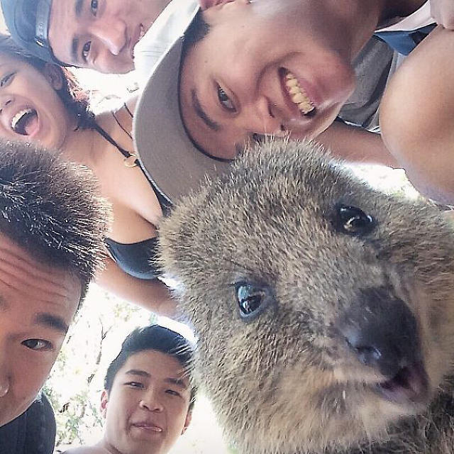 Sevilesi, Evde Beslenilesi Bir Hayvan: Quokka