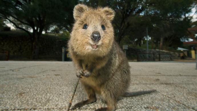 Sevilesi, Evde Beslenilesi Bir Hayvan: Quokka
