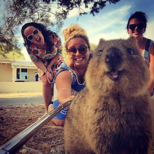Sevilesi, Evde Beslenilesi Bir Hayvan: Quokka
