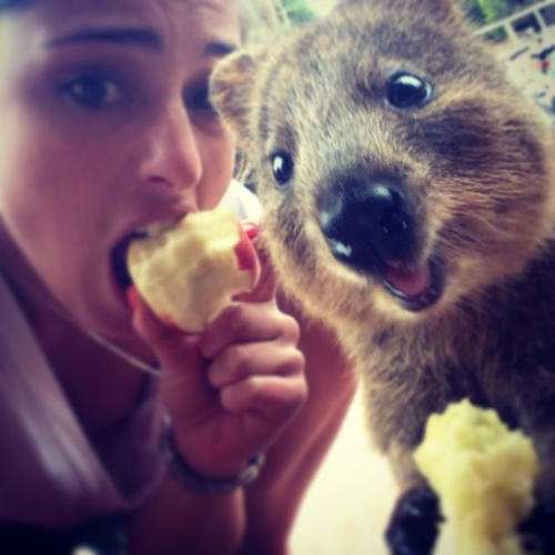 Sevilesi, Evde Beslenilesi Bir Hayvan: Quokka