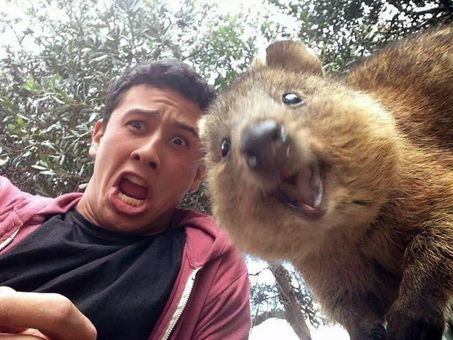 Sevilesi, Evde Beslenilesi Bir Hayvan: Quokka
