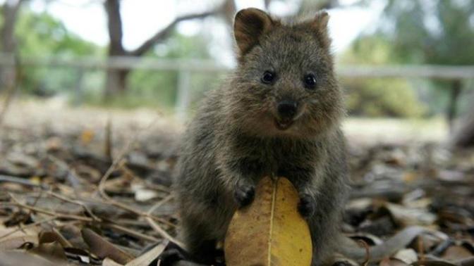 Sevilesi, Evde Beslenilesi Bir Hayvan: Quokka