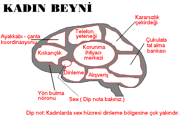 Kadın Beyni ve Erkek Beyni Arasındaki Farklar