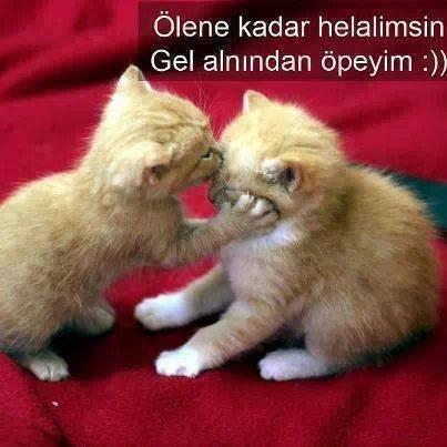 Cinsellikle İlgili Tabulu Yalanlar Top 10 Caps