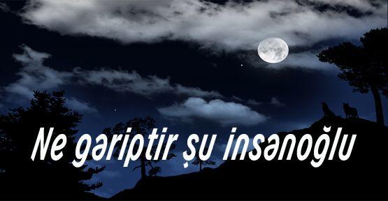 Hayvanları Sevmemiz İçin Bazı Sebepler