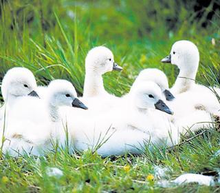Hayvanları Sevmemiz İçin Bazı Sebepler