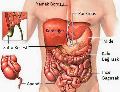 Zamanla Körelen Kas ve Organlarımız