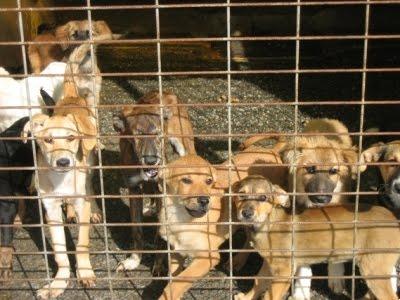 Hayvanları Dost Edinmek İçin Neden İlk Tercih Barınaklar Olmalı