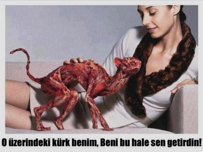 Hayvanlara Karşı Biraz Daha Duyarlı Olalım!