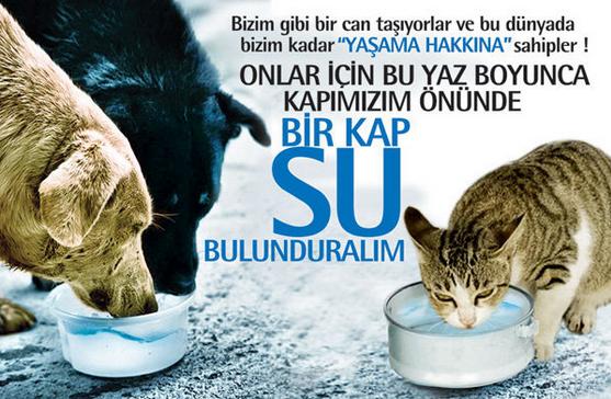 Hayvanlara Karşı Biraz Daha Duyarlı Olalım!