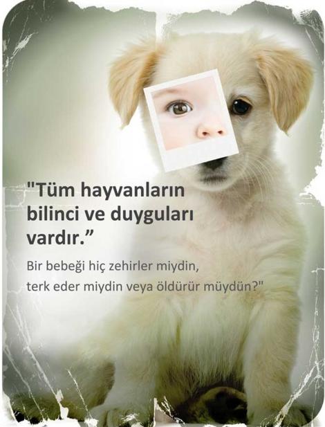 Hayvanlara Karşı Biraz Daha Duyarlı Olalım!