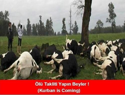 Kurban Bayramı Tatili ve Çocukluğum