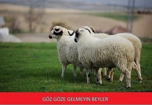 Kurban Bayramı Tatili ve Çocukluğum