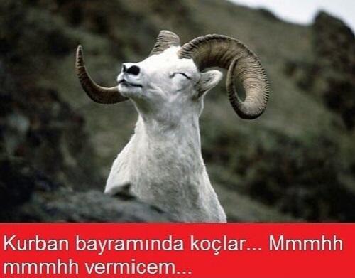 Kurban Bayramı Tatili ve Çocukluğum
