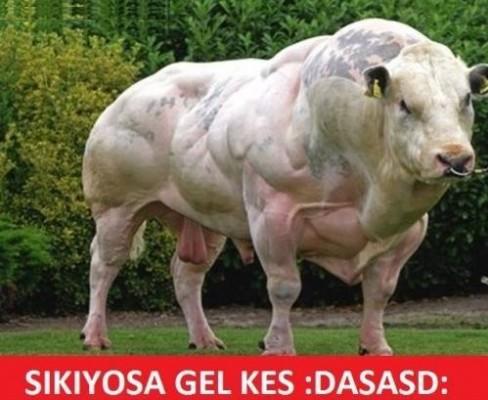 Kurban Bayramında Yaşananlar