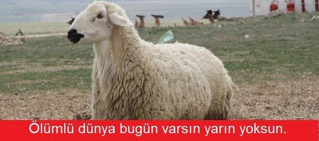 Her Kurban Bayramı'nda Tekrar Tekrar Yaşanan Sahneler