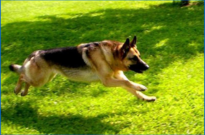 Ani Köpek Saldırısı ve Saldırgan Köpeği Sakinleştirmek