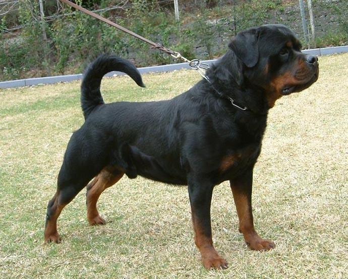 Ani Köpek Saldırısı ve Saldırgan Köpeği Sakinleştirmek