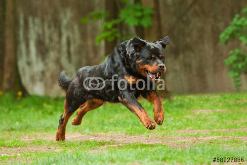 Ani Köpek Saldırısı ve Saldırgan Köpeği Sakinleştirmek