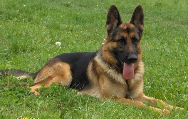 Ani Köpek Saldırısı ve Saldırgan Köpeği Sakinleştirmek