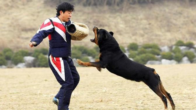Ani Köpek Saldırısı ve Saldırgan Köpeği Sakinleştirmek