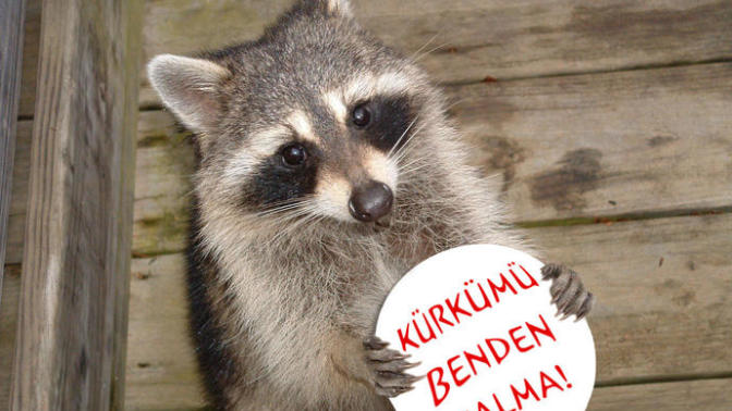 İnsanların Hayvan Dostlarımıza Yaptığı Eziyetler