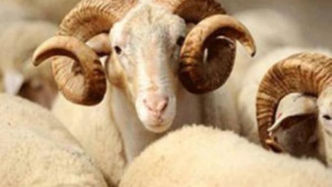 Kurban Bayramı'na Yakışmayan Unsurlar