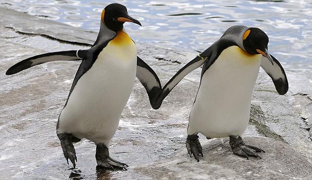 Yaramaz Eşcinsel Penguenler