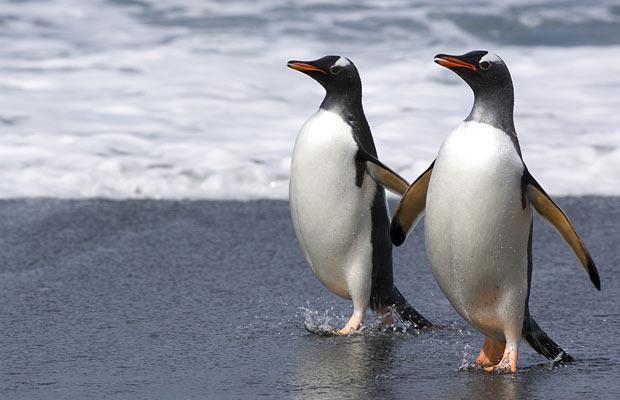 Yaramaz Eşcinsel Penguenler :) 