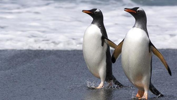 Yaramaz Eşcinsel Penguenler