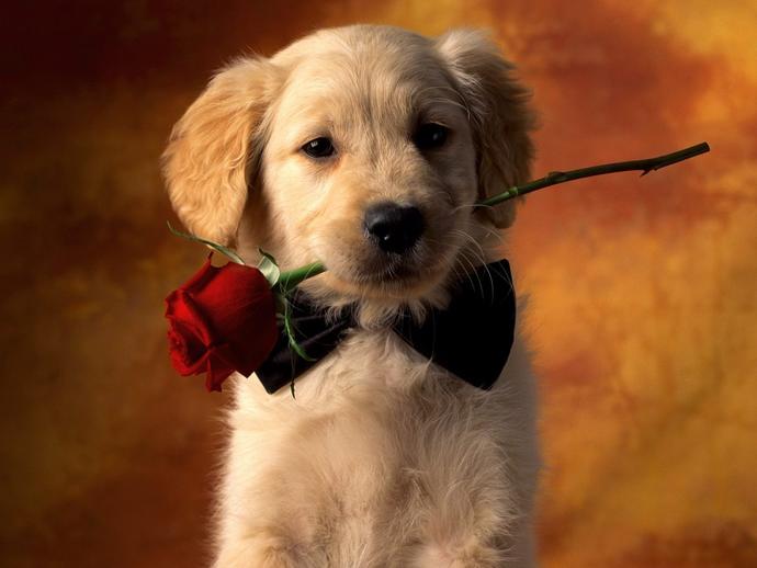 Köpekler En Sadık Dostlarımızdır