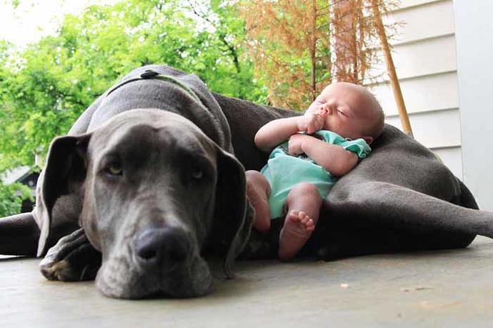 Köpekler En Sadık Dostlarımızdır