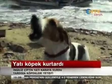 Hayvanlar Kadar Olamadık!