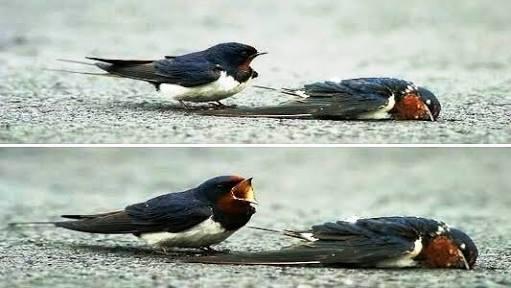Hayvanlar Kadar Olamadık !