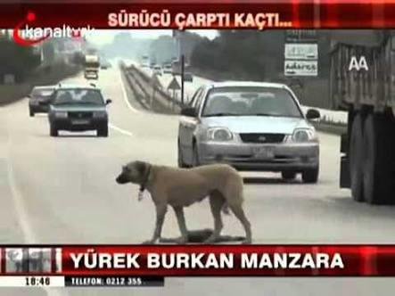 Hayvanlar Kadar Olamadık!