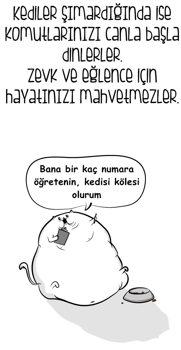 Kedi mi Yoksa Bebek Sahibi Olmak mı?