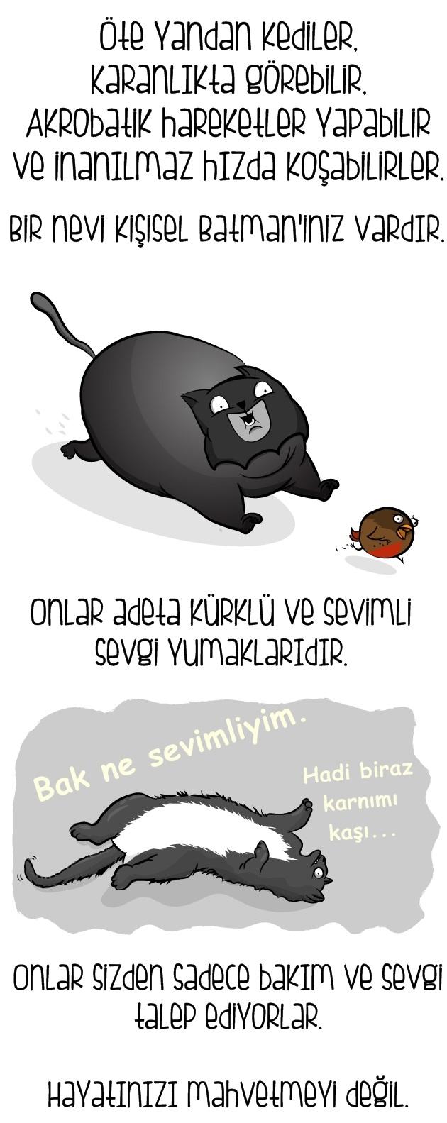 Kedi mi Yoksa Bebek Sahibi Olmak mı?