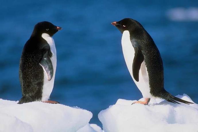 Penguen Beslemek İçin 7 Sebep..